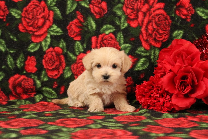 puppy, for, sale, Pomsky, Matthew B. Stoltzfus, dog, breeder, Gap, PA, dog-breeder, puppy-for-sale, forsale, nearby, find, puppyfind, locator, puppylocator, aca